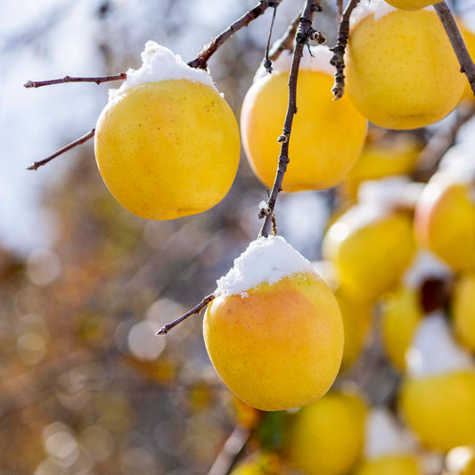 aomori apple 蜜入 糖心 名月蘋果 青森蘋果育成計劃 蘋果樹主人 apple tree ownership Japan fruit 日本生果 水果
