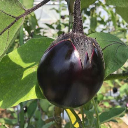 【福井県】伝統野菜 吉川なす若狭牛レトルトカレー