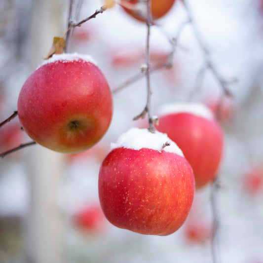 aomori apple 蜜入 糖心 富士蘋果 青森蘋果育成計劃 蘋果樹主人 apple tree ownership Japan fruit 日本生果 水果